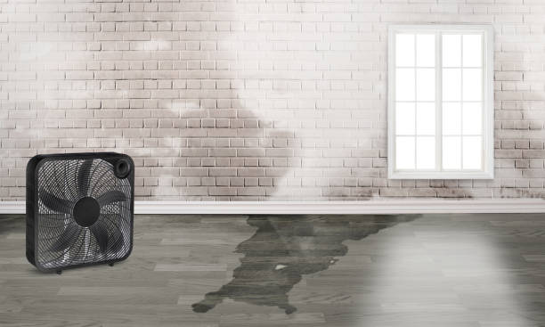 Best Basement water damage restoration  in Wheaton, MD